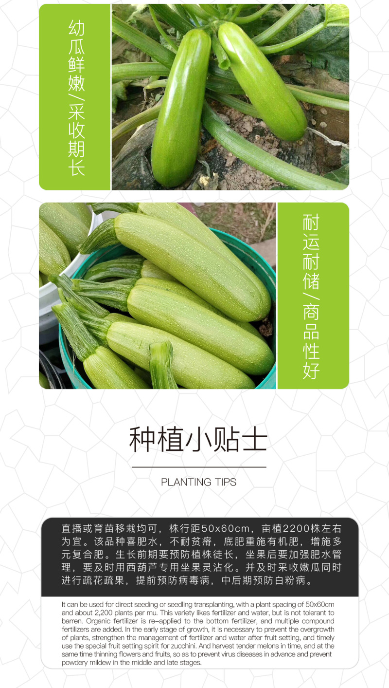 中科茂华蔬菜种子中科绿盛西葫芦种子耐热抗病毒高亮度早熟
