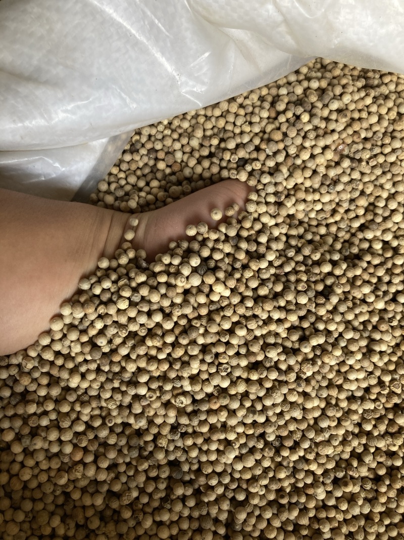 白胡椒粒特级白胡椒子颗粒可打散粉调料水洗白椒海南特产足干