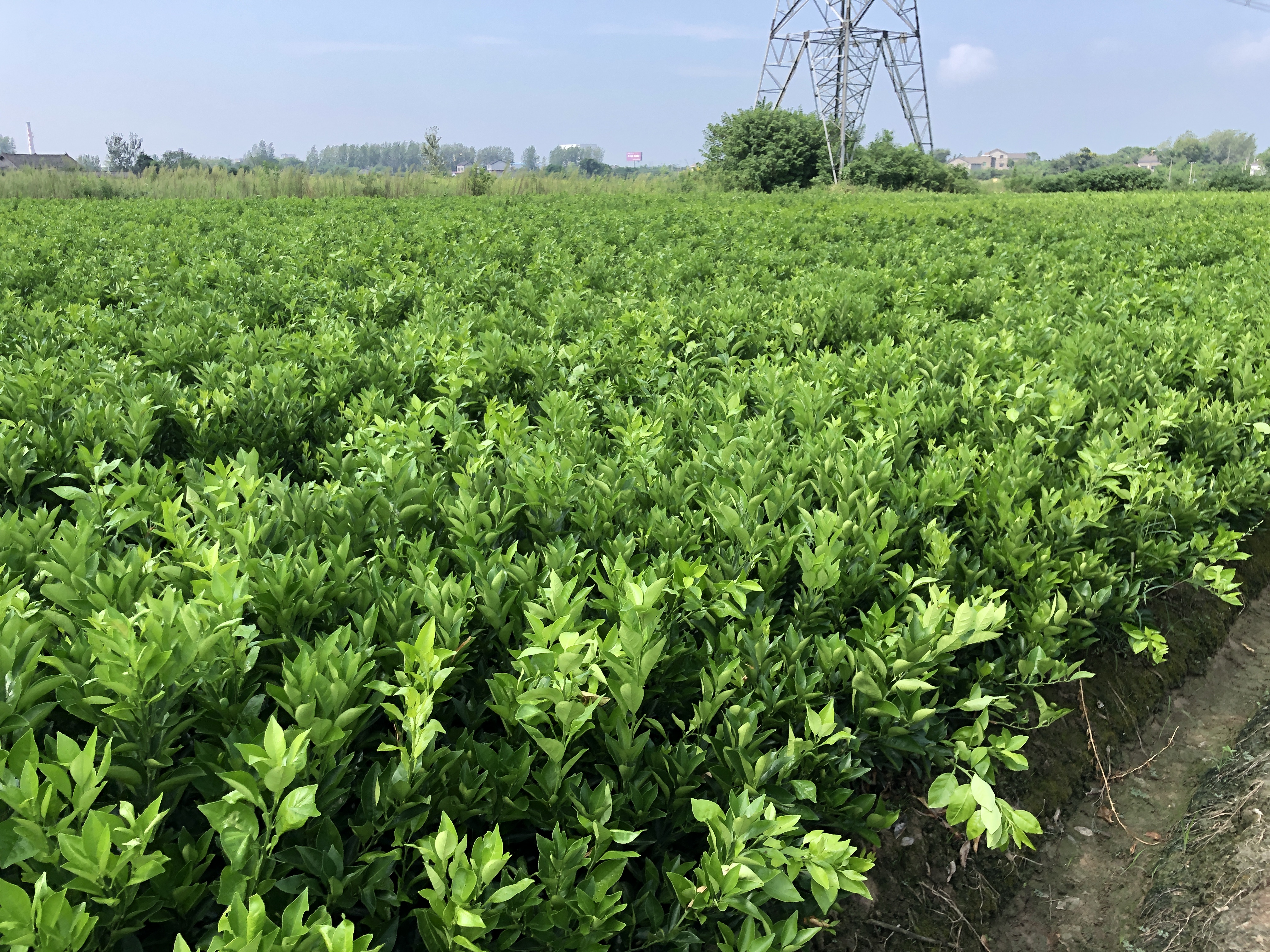 丑柑柑橘苗在苗圃中整齐排列