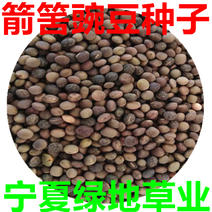 箭舌豌豆种子箭筈豌豆优质绿肥种子饲料种籽量大从优