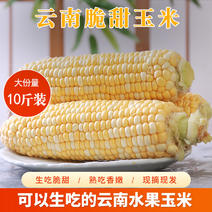 云南水果玉米花超黄白玉米供应3斤5斤9斤