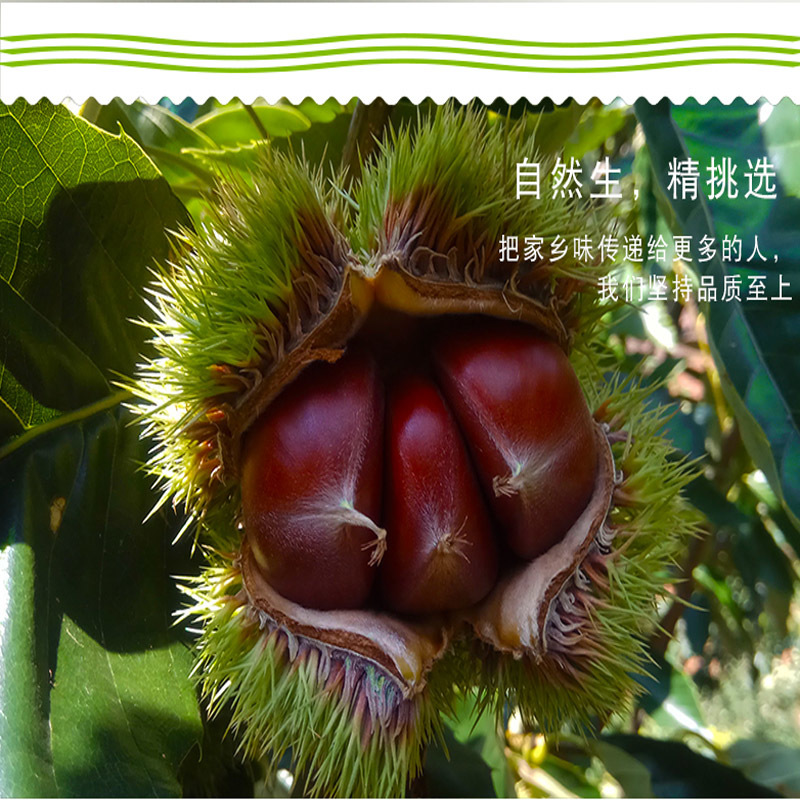 2021年河北青龙板栗【扶贫板栗】炒栗店专用一包起发货