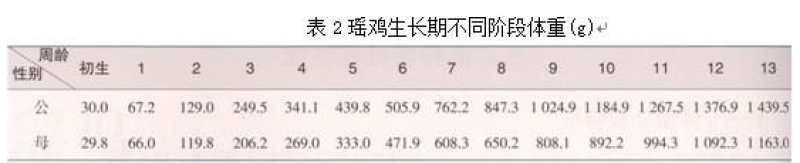 红瑶鸡苗黑瑶鸡苗出壳包疫苗全国发货