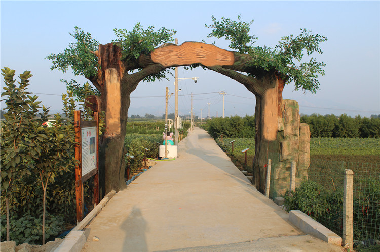 玉露香梨果园，果树整齐排列，果实挂满枝头