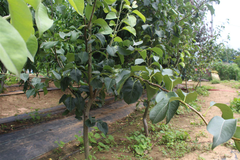 新品种贵妃梨树苗南方北方果园种植五九香梨树苗香蕉梨苗当年