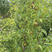新品种贵妃梨树苗南方北方果园种植五九香梨树苗香蕉梨苗当年