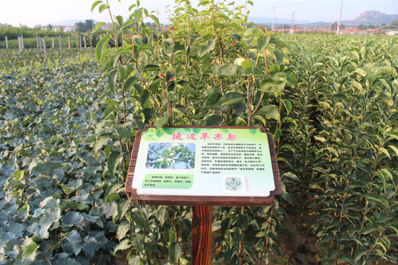 新品种早熟梨苗新梨七号梨树苗嫁接苗南北方种植地栽当年结果