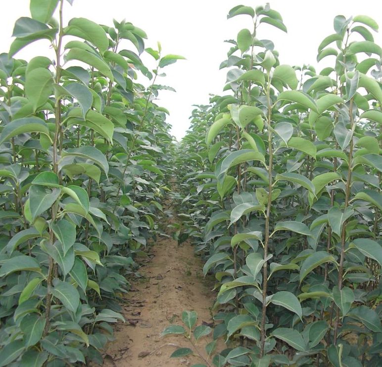 展示高特鸭梨轴在标准化苗圃中的生长情况,整齐排列的砧木苗,背景为现代农业设施 高特鸭梨轴苗圃基地