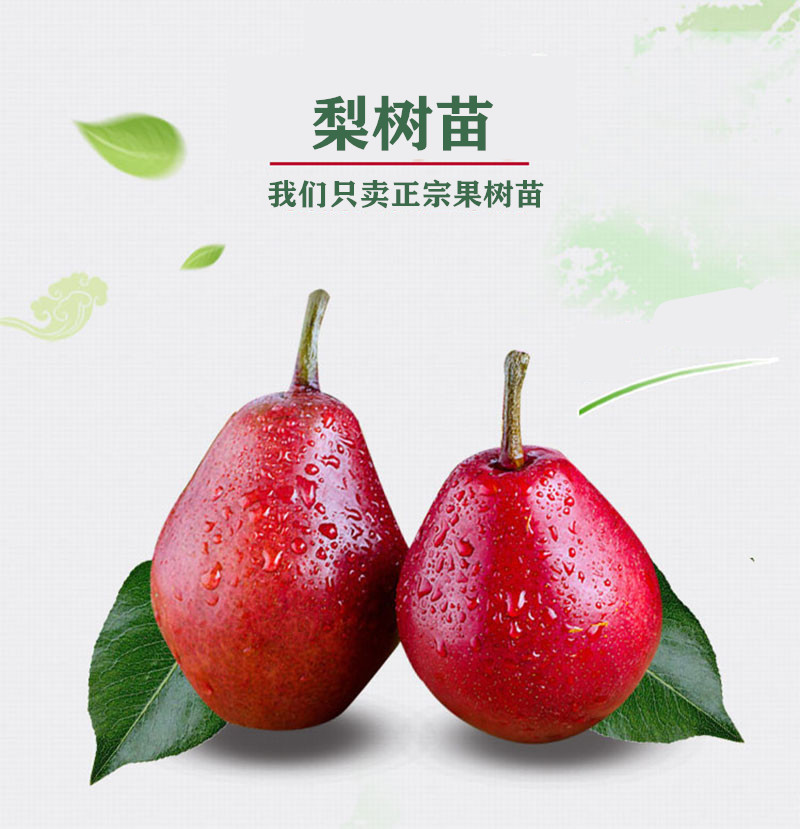 果树苗直发早生喜水梨树苗嫁接梨苗梨苗庭院地栽南方北方种植