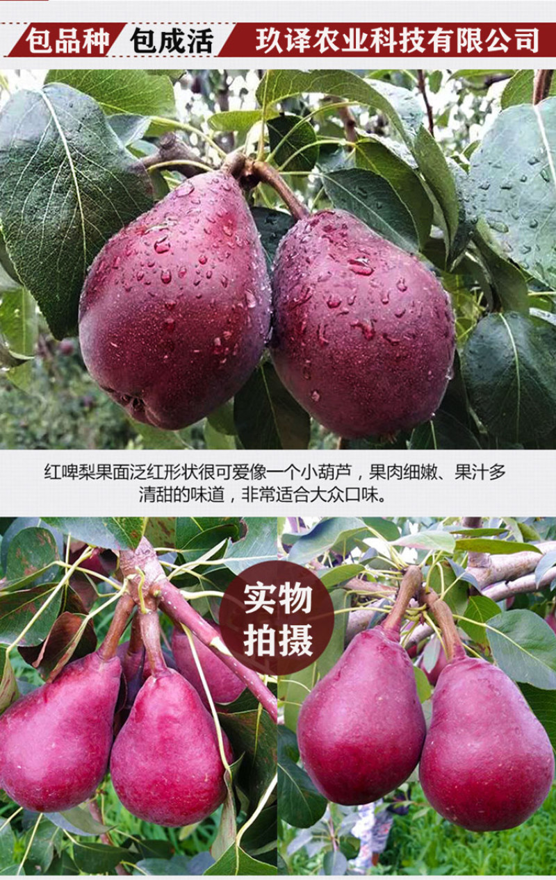 果树苗直发早生喜水梨树苗嫁接梨苗梨苗庭院地栽南方北方种植