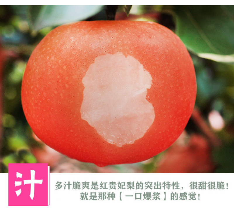 果树苗直发早生喜水梨树苗嫁接梨苗梨苗庭院地栽南方北方种植