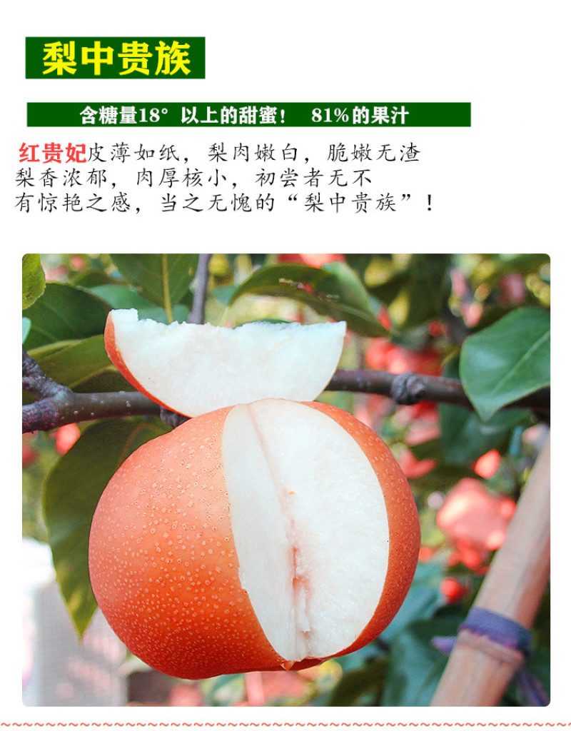 果树苗直发早生喜水梨树苗嫁接梨苗梨苗庭院地栽南方北方种植