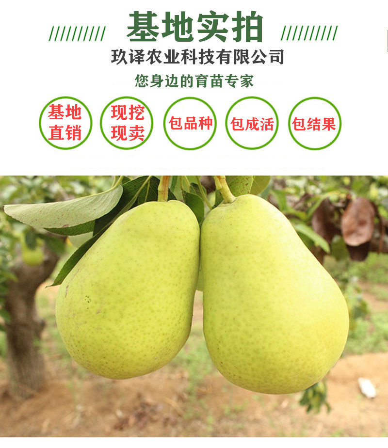 果树苗直发早生喜水梨树苗嫁接梨苗梨苗庭院地栽南方北方种植