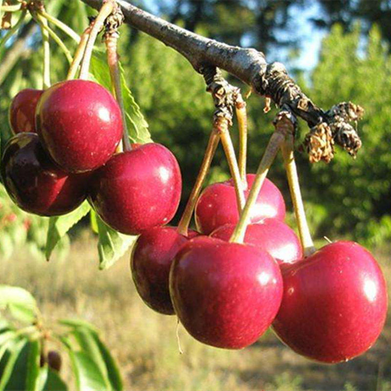 新品种黑兰特樱桃苗嫁接车厘子樱桃树苗南北方种植当年结果