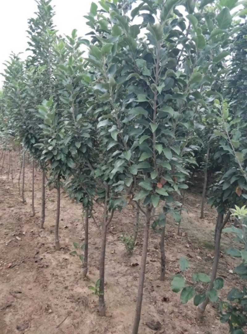 国庆红苹果树苗，河南美图果树基地直销