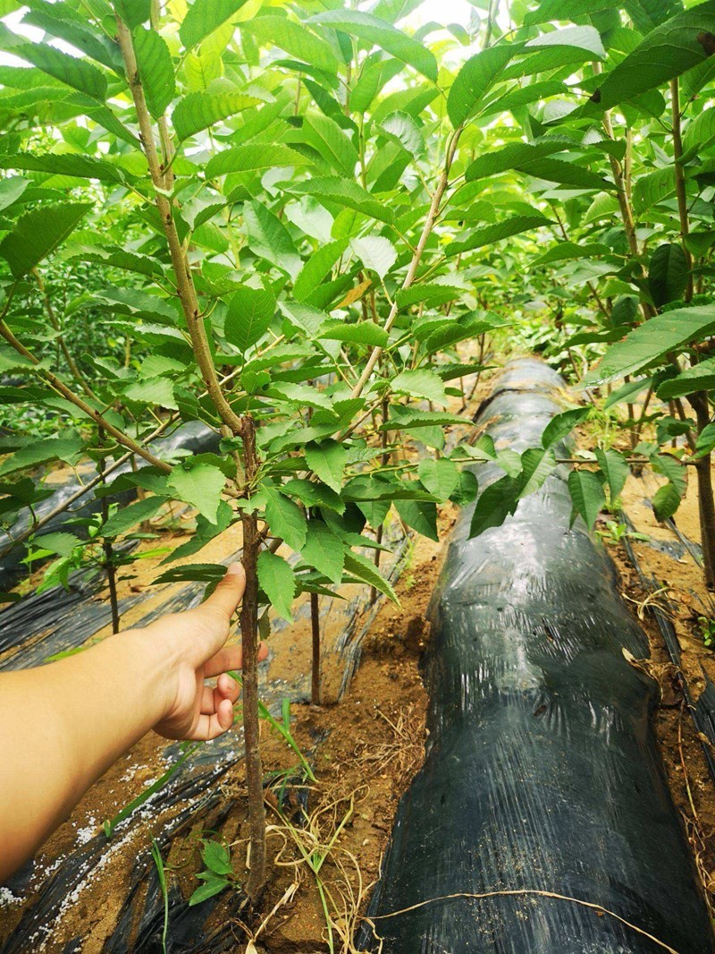 嫁接樱桃苗红妃樱桃苗南方樱桃苗新品种红妃樱桃树苗果树苗