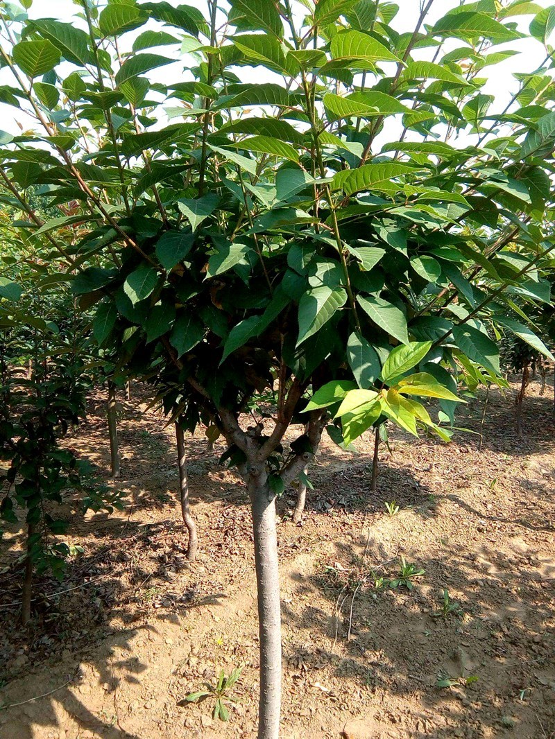 嫁接樱桃苗红妃樱桃苗南方樱桃苗新品种红妃樱桃树苗果树苗