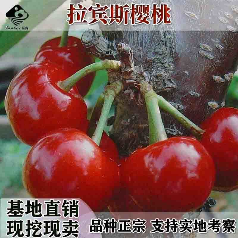 嫁接黄蜜大樱桃苗果树苗南北方种植地栽早熟当年结果樱桃树苗