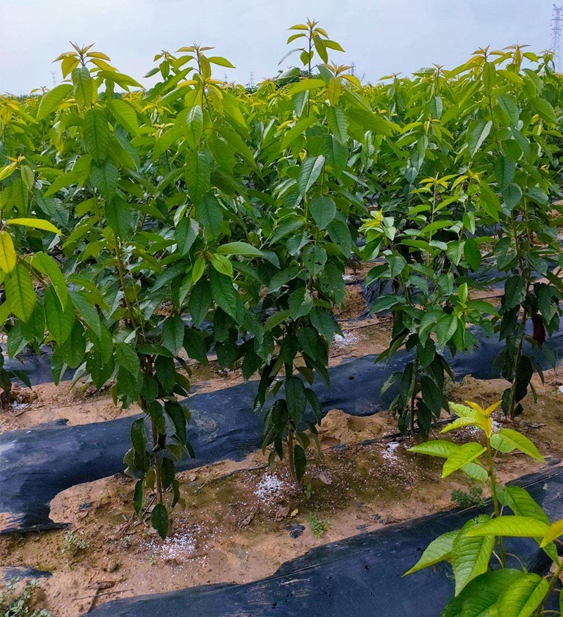 嫁接黄蜜大樱桃苗果树苗南北方种植地栽早熟当年结果樱桃树苗
