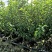 拉宾斯樱桃苗车厘子树苗大樱桃树果树苗果树果苗南方北方种植