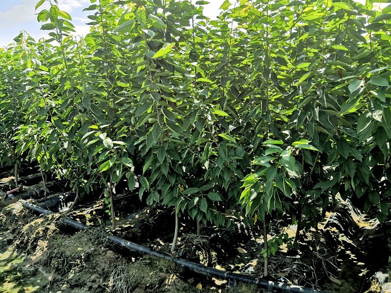 拉宾斯樱桃苗车厘子树苗大樱桃树果树苗果树果苗南方北方种植