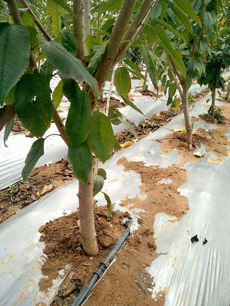 拉宾斯樱桃苗车厘子树苗大樱桃树果树苗果树果苗南方北方种植