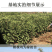 早熟新品种苹果树苗鲁丽脆甜中果苹果苗嫁接南方北方种植