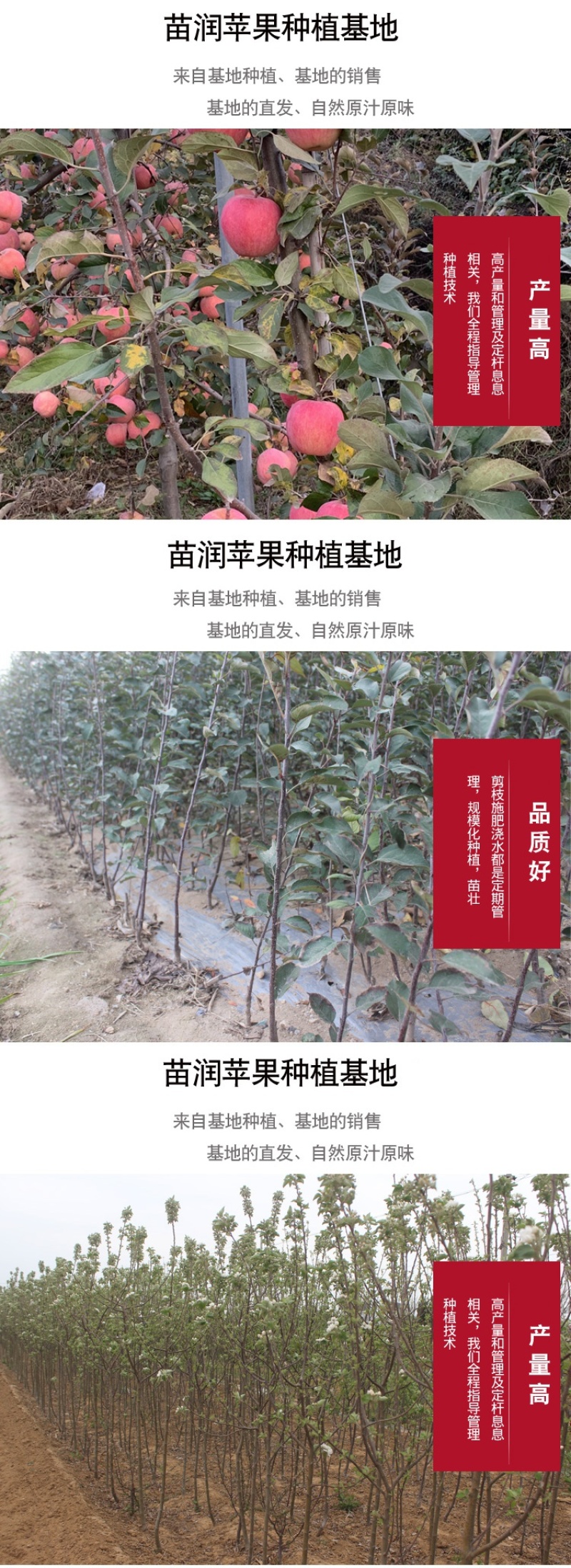 早熟新品种苹果树苗鲁丽脆甜中果苹果苗嫁接南方北方种植