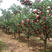 早熟新品种苹果树苗鲁丽脆甜中果苹果苗嫁接南方北方种植