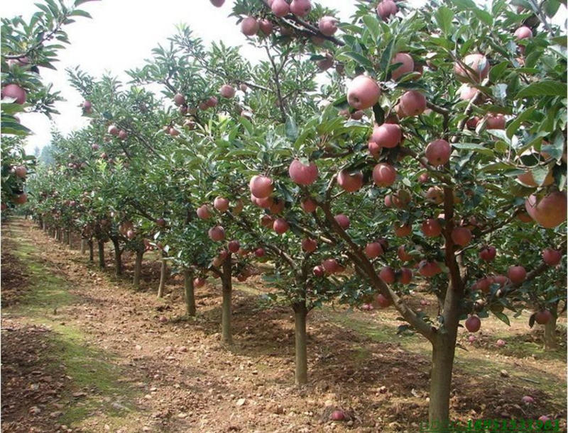 早熟新品种苹果树苗鲁丽脆甜中果苹果苗嫁接南方北方种植