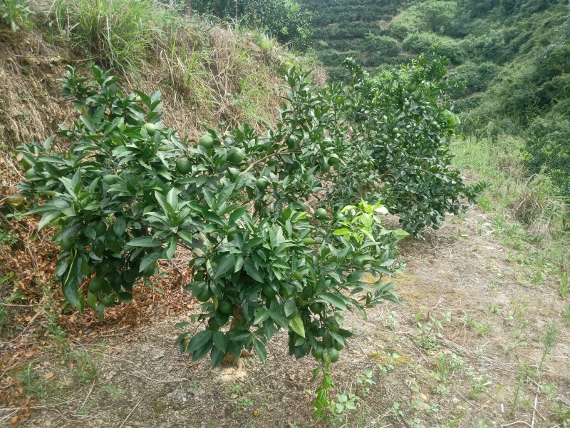 真苗【橙子苗】重庆脐橙苗产地直发欢迎咨询可视频看苗