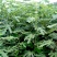 华丽无花果树苗当年结果正宗美味华丽无花果苗南北方种植