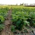 无花果树苗南北方种植地栽特大矮化白蜜无花果树苗当年结果