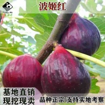 无花果苗大波姬红南方北方四季阳台种植果树苗当年结果