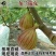 无花果苗大波姬红南方北方四季阳台种植果树苗当年结果