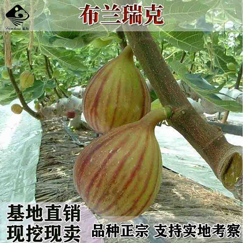 无花果苗大波姬红南方北方四季阳台种植果树苗当年结果