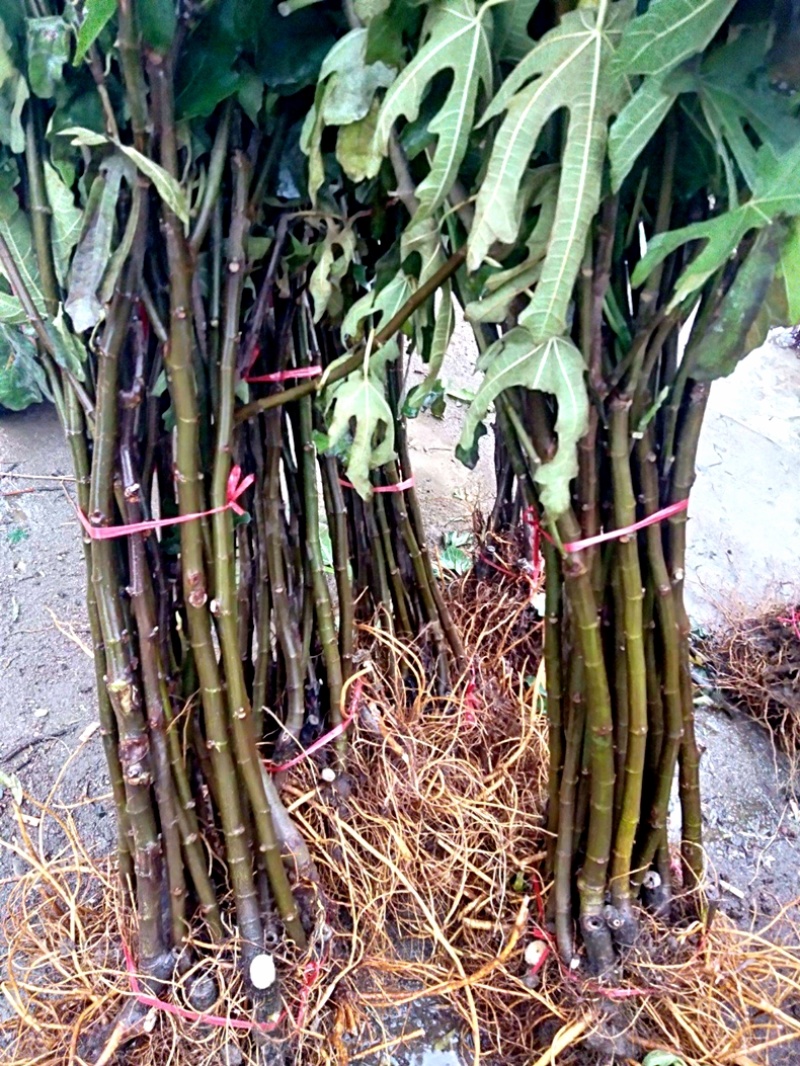 布兰瑞克无花果树果苗庭院阳台种植地栽南方北方当年结果