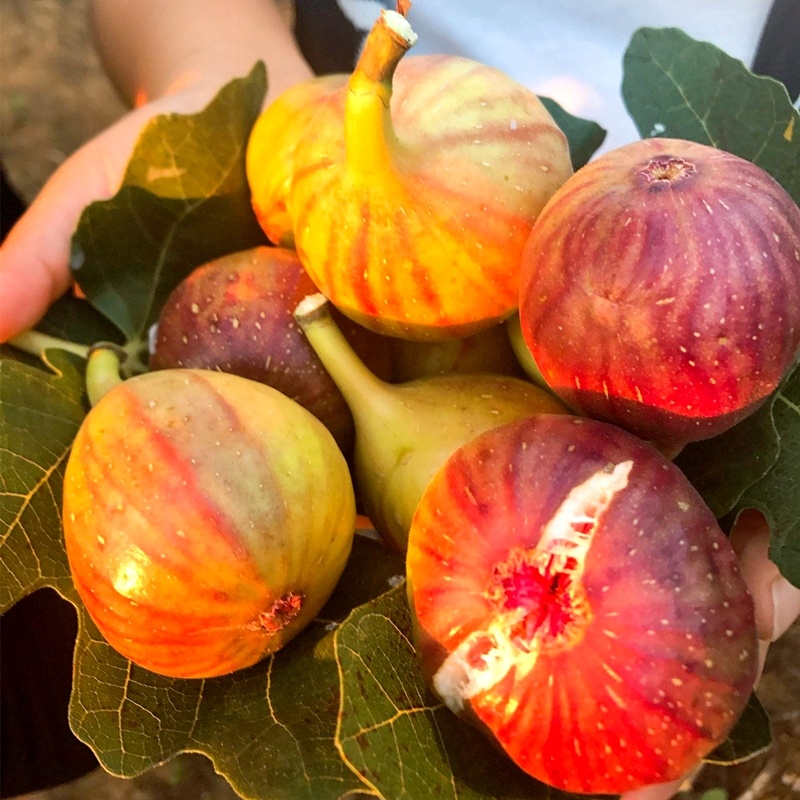布兰瑞克无花果树果苗庭院阳台种植地栽南方北方当年结果