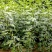 布兰瑞克无花果树果苗庭院阳台种植地栽南方北方当年结果