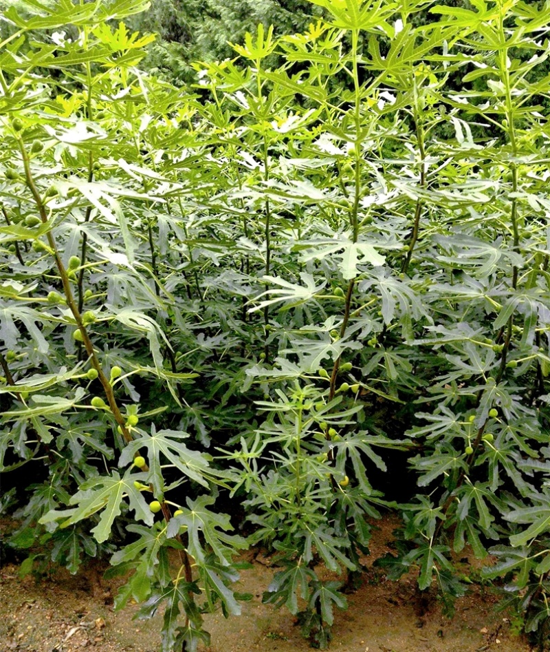 布兰瑞克无花果树果苗庭院阳台种植地栽南方北方当年结果