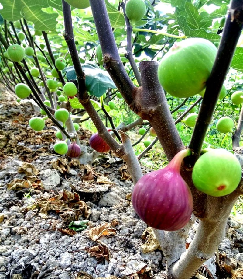果树金傲芬无花果苗黄色大果美丽亚无花果树苗地栽当年结果