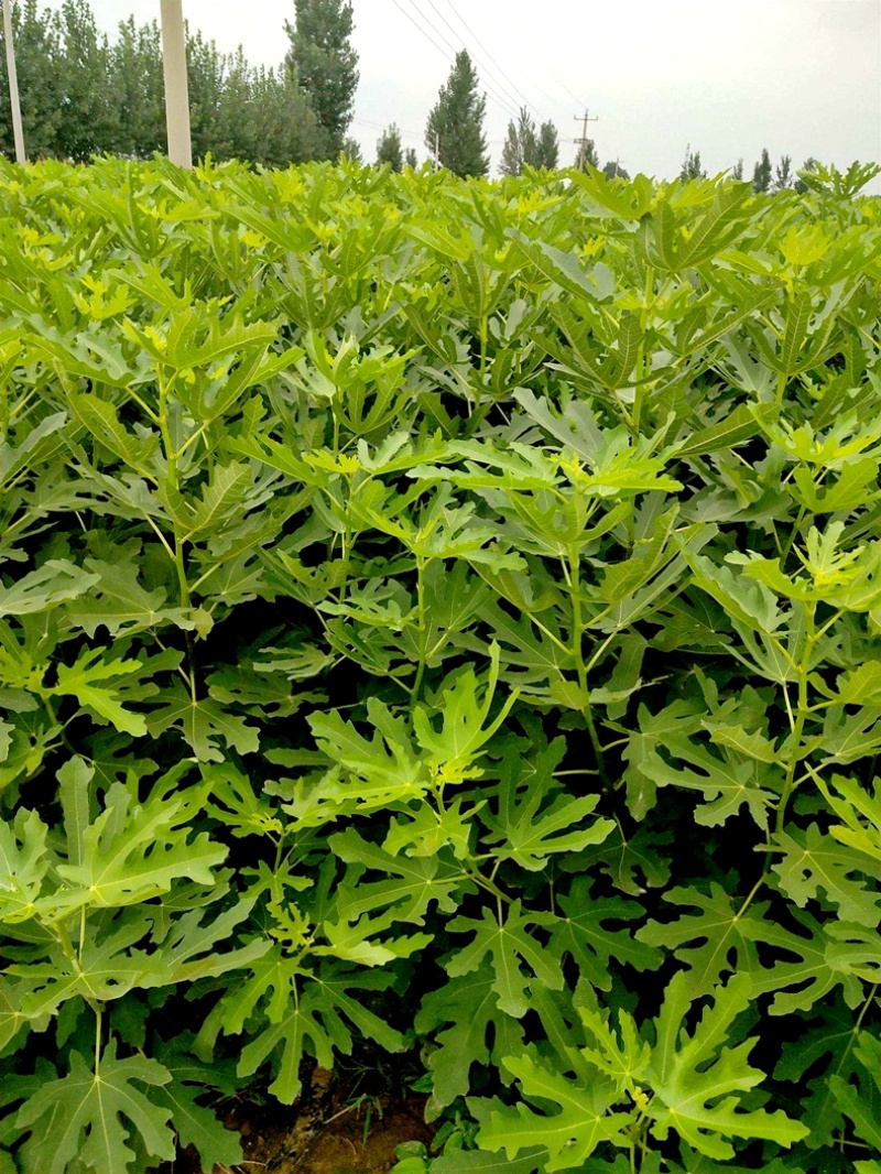 果树苗黑色使命无花果苗玛义斯陶芬无花果树苗地栽南北方种植
