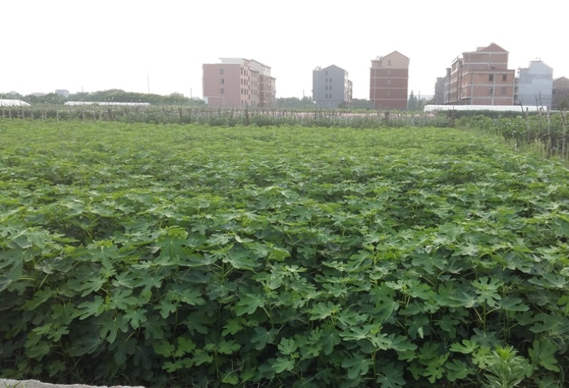 果树苗黑色使命无花果苗玛义斯陶芬无花果树苗地栽南北方种植