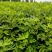 砂糖无花果树苗盆栽地栽无花果树苗南方北方种植当年结果