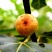 新疆早黄无花果树苗木盆栽地栽无花果苗当年结果南北方种植