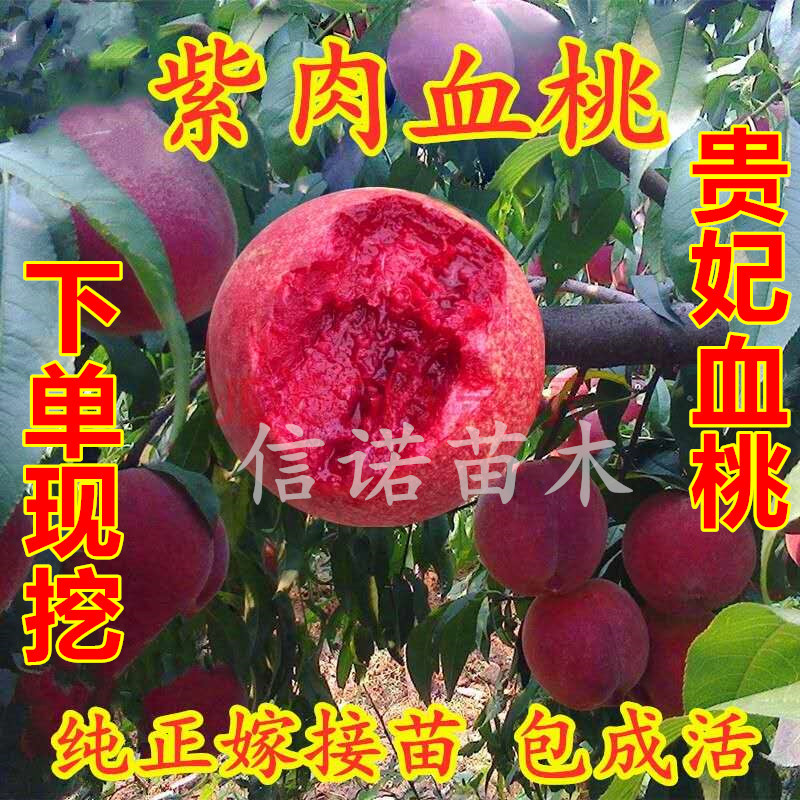 贵妃血桃树苗中华血桃根系包品种新品种离核脆甜含糖量22%