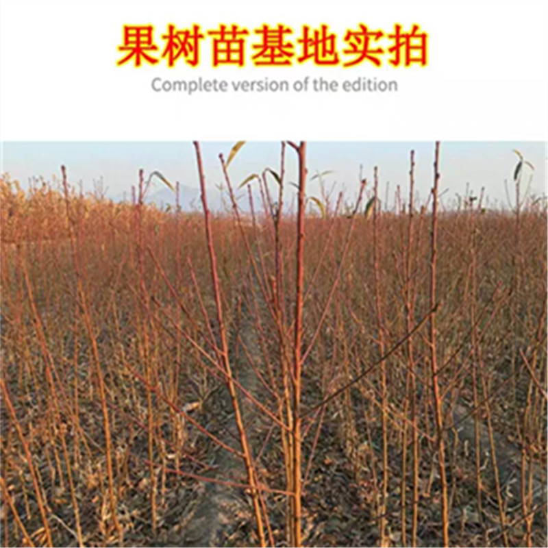 贵妃血桃树苗中华血桃根系包品种新品种离核脆甜含糖量22%