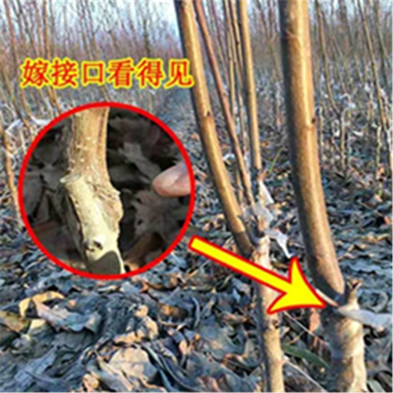 贵妃血桃树苗中华血桃根系包品种新品种离核脆甜含糖量22%