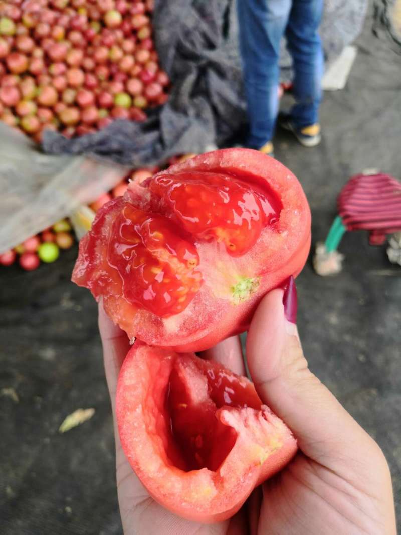 整车批大棚西红柿产地直销可视频看货支持线上保障交易