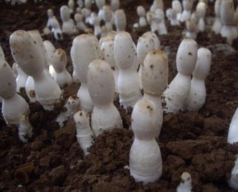 鸡腿菇菌种栽培种蘑菇菌种抗病抗杂鸡腿菇菌种